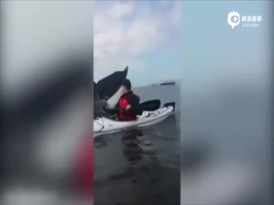 实拍加拿大青年划独木舟 突遇巨鲸摆尾