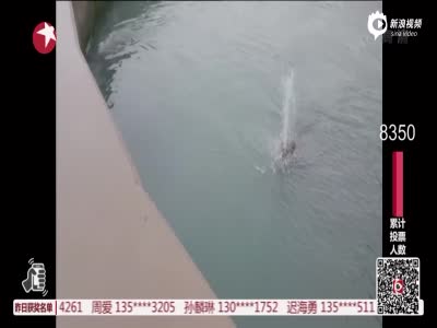 游客落水饲养员施救 2人被海象困在水下溺亡