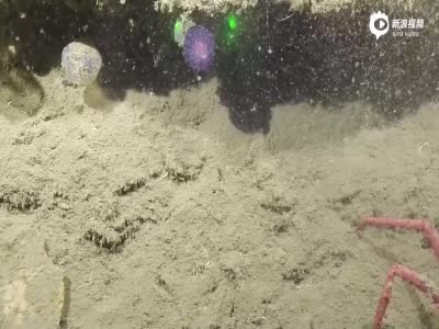 实拍加州深海底发现神秘紫色球 疑为新物种