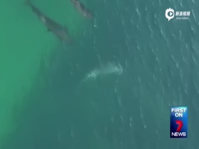 罕见画面：航拍几头海豚海中围捕幼鲨