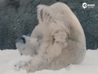 美动物园建冰雪乐园 北极熊兴奋挖洞打滚