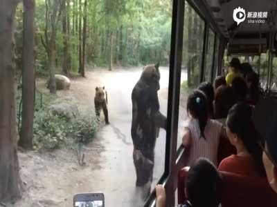 实拍韩国黑熊动物园站立讨食 小碎步追观光车