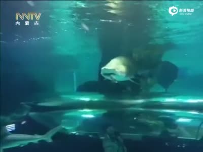 实拍韩国水族馆两鲨鱼争领地 大鲨鱼生吞小鲨鱼