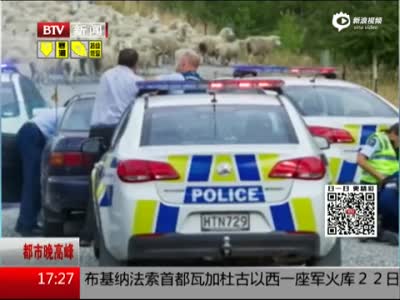 警察追逐无牌超速驾驶者 羊群围堵送“神助攻”