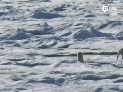 实拍北极熊因全球变暖难觅食 吞年幼同类充饥