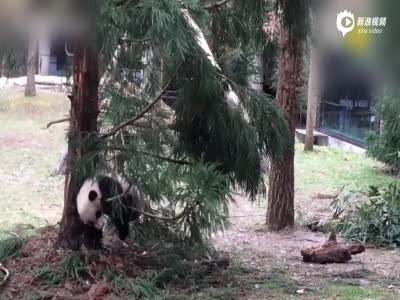 实拍旅美熊猫贝贝首次外出玩耍 兴奋爬树卖萌