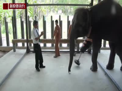大象遭地雷炸断腿 工程师为其量身定制假肢