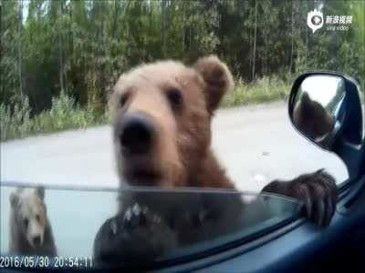 俄罗斯两棕熊公路上趴车门讨食 模样呆萌