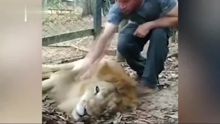 视频-痛心！哥伦比亚狮子遭到残酷虐待：体重锐减一