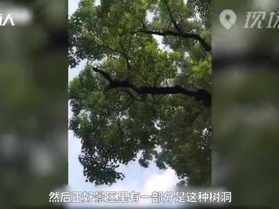 南京灵谷寺景区现动物手绘树洞画：倡导爱护紫金山