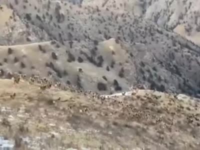 震撼！近200头白臀鹿群在色达高原雪地追逐嬉戏
