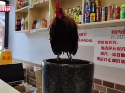 成都一火锅店柜台上养活鸡“招财”