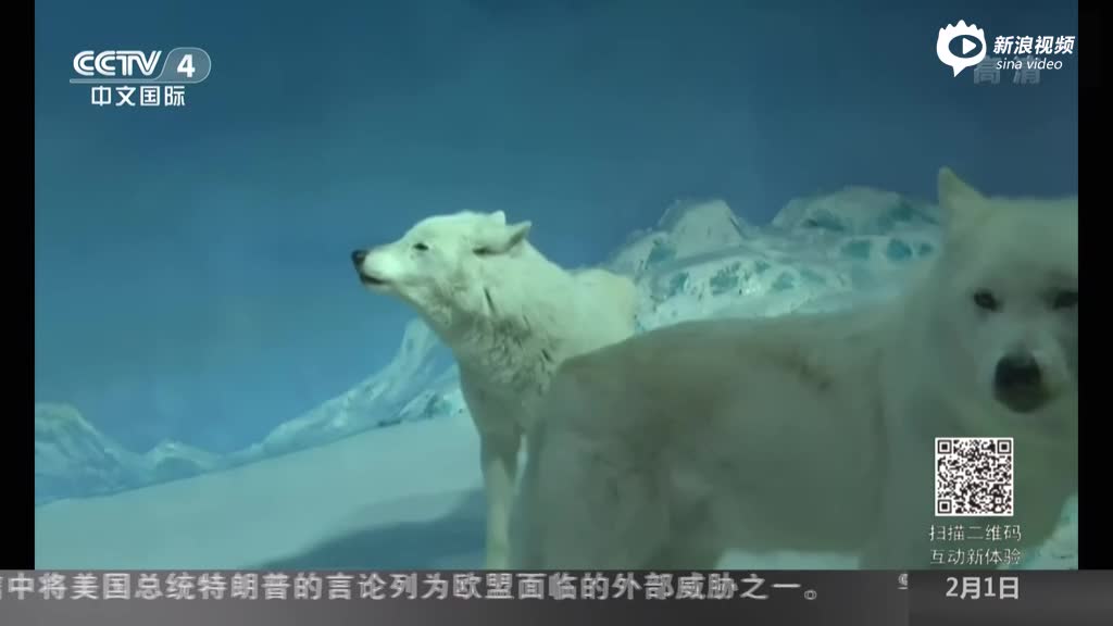 哈尔滨：极地动物“献歌”  “拜年”贺新春