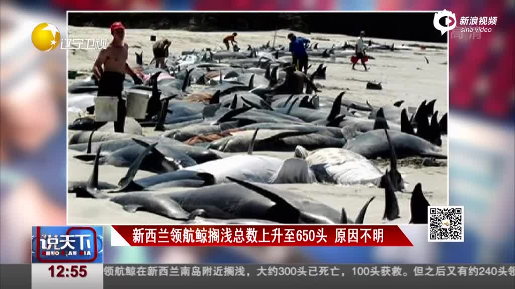 新西兰惊现650头搁浅鲸 部分被安乐死