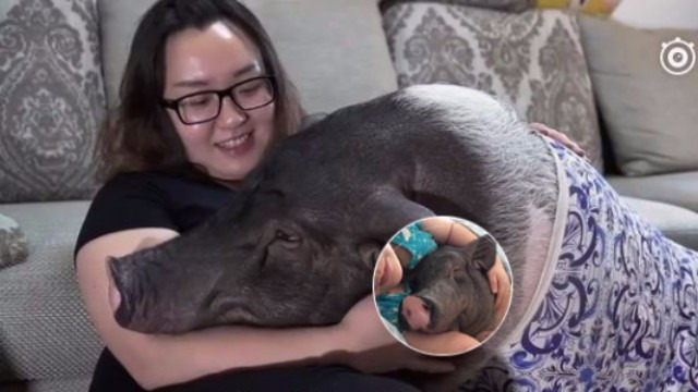 北京姑娘养猪当宠物：其实猪很爱干净的