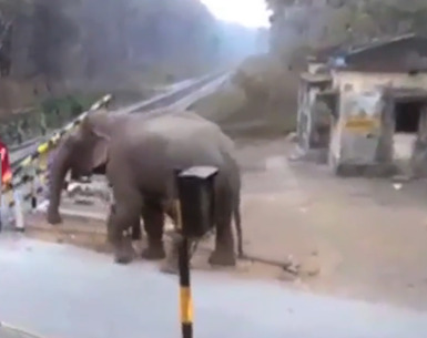 好聪明！印度大象用鼻子顶起栏杆 通过铁轨