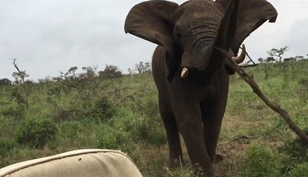实拍：大象被敲击声激怒 向其投掷树枝泄愤