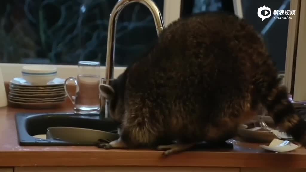哈萨克斯坦小浣熊闯进居民厨房“洗盘子”