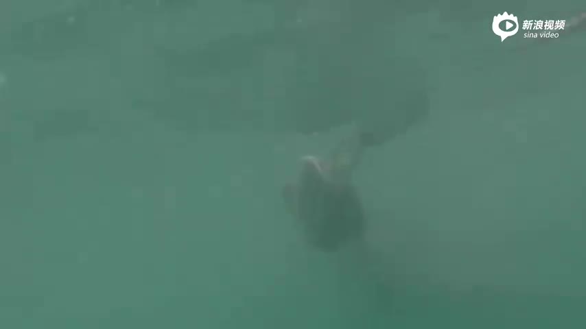 惊呆！南非724公斤大白鲨水中跃起霸气撕咬饵食