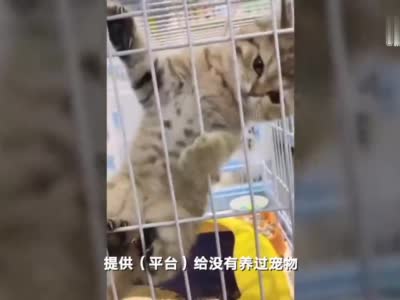 宠物店店主讲述共享猫咪9块9租一天：不赚钱 可不在店内买猫粮