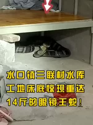 广东一工地床底惊现眼镜王蛇,重达14斤!抓捕视频太惊险