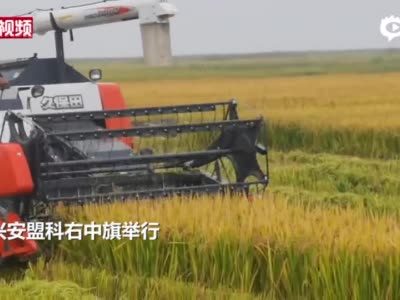 内蒙古耐盐碱水稻测产 连续3年亩产破500公斤