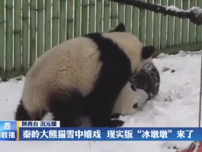 秦嶺大熊貓雪中嬉戲  現實版“冰墩墩”來了