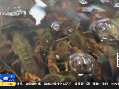 视频｜ 上海：电商平台陆续恢复鲜活水产、鲜切花供应