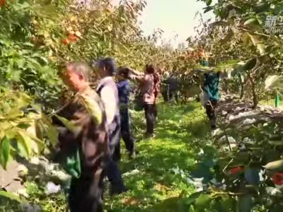 湖北建始：甜柿产业助农增收
