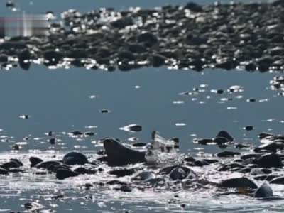 C视频丨壮观！泸州长江边出现成群鲤鱼产卵